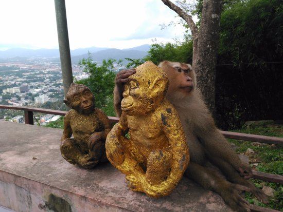 Monkey Hill