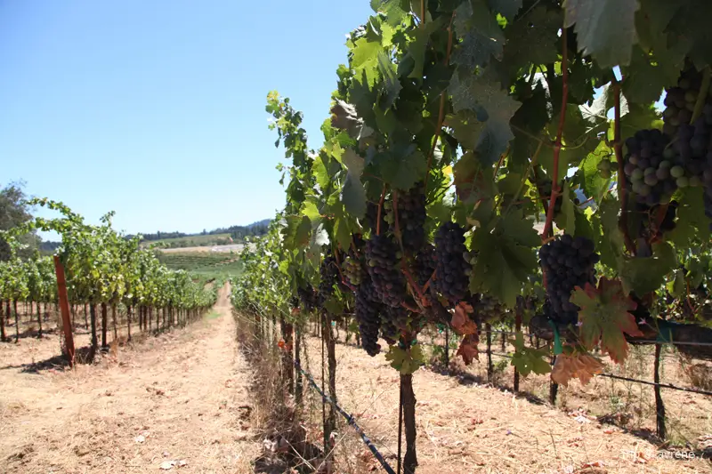 Mazzocco Sonoma Winery