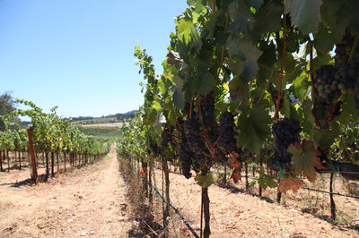 Mazzocco Sonoma