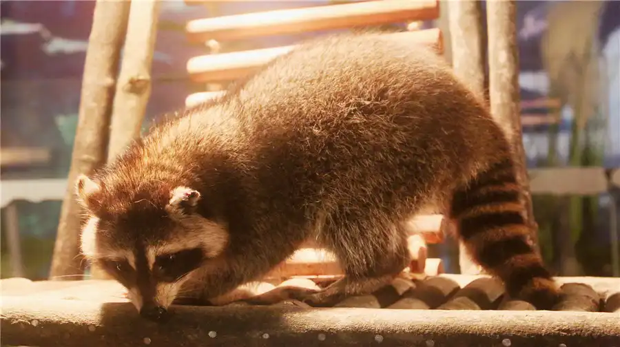 Hotels near Mengya Dongwu Zhihui Castle