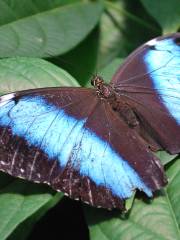 Bear Mountain Butterfly Sanctuary