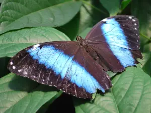 Bear Mountain Butterfly Sanctuary