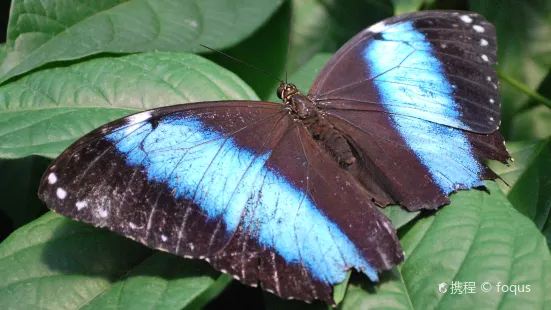 Bear Mountain Butterfly Sanctuary