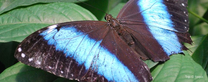 Bear Mountain Butterfly Sanctuary