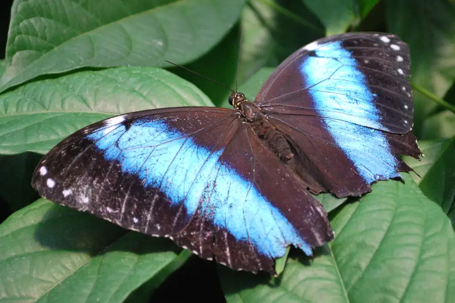 Bear Mountain Butterfly Sanctuary