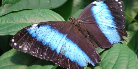 Bear Mountain Butterfly Sanctuary