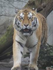 キーパーズ・オブ・ザ・ワイルド自然公園