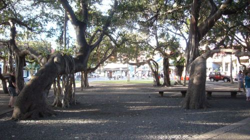 라하이나 반얀트리 공원