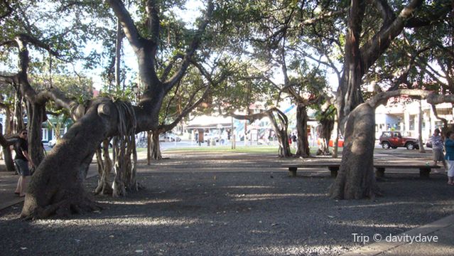 Lahaina Banyan Court