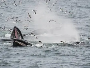 Hyannis Whale Watcher Cruises