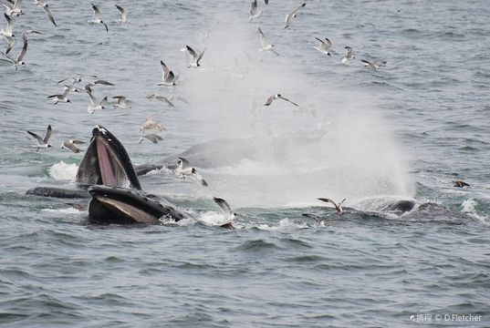 Hyannis Whale Watcher Cruises