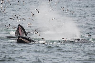Hyannis Whale Watcher Cruises