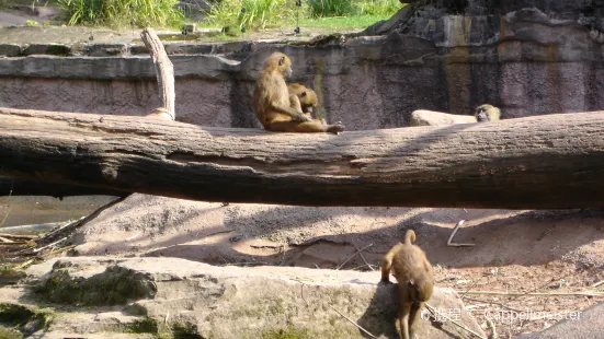 zoo di Nuremberg