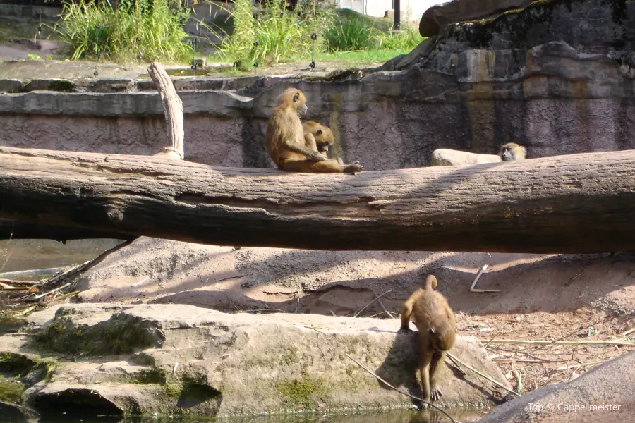 zoo di Nuremberg