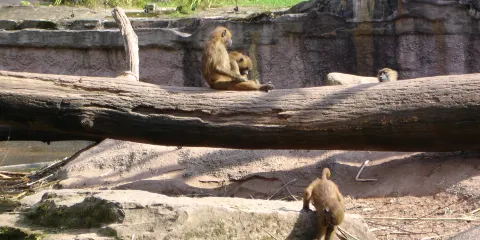 紐倫堡動物園