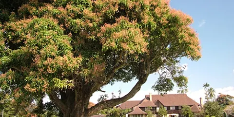 基洛哈納種植園