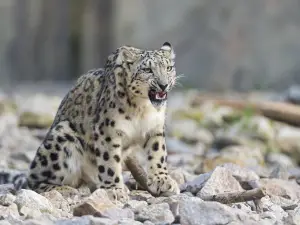 卡爾斯魯厄市立動物園