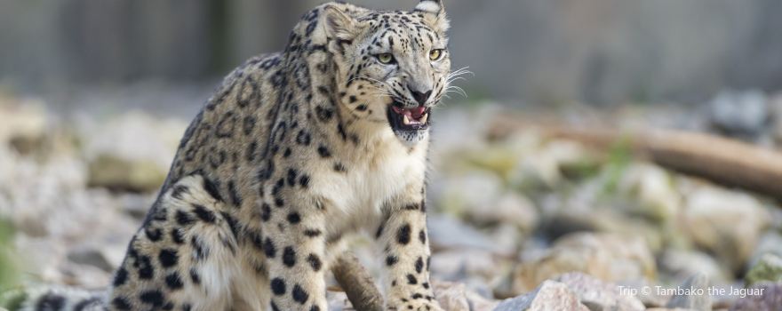 Zoological Gardens Karlsruhe