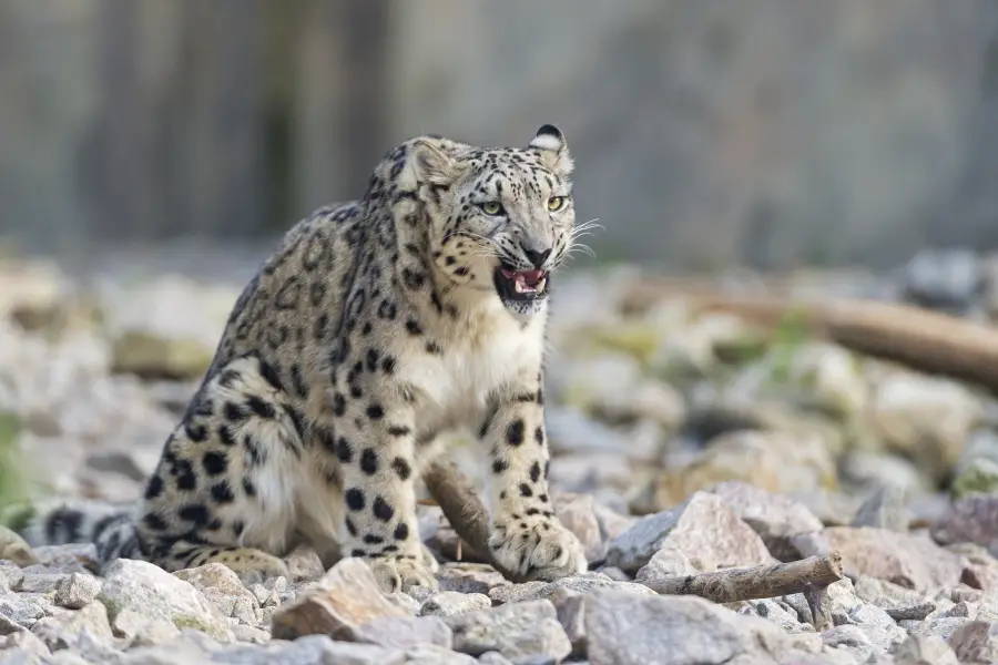 zoo di Karlsruhe