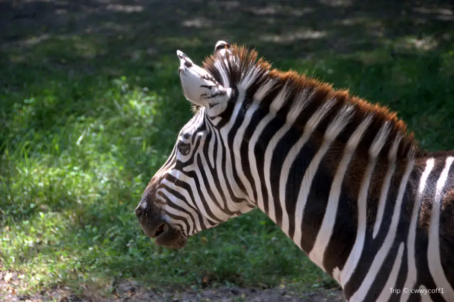 ブランク・パーク動物園