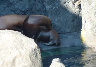 Mystic Aquarium