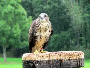 The International Centre for Birds of Prey