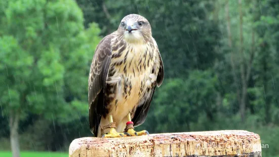 The International Centre for Birds of Prey