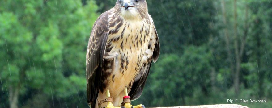The International Centre for Birds of Prey