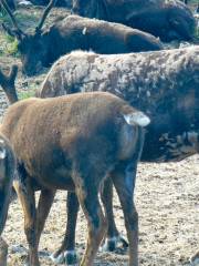 Reindeer Farm