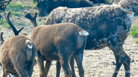 Reindeer Farm