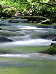 Roan Mountain State Park