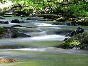 Roan Mountain State Park