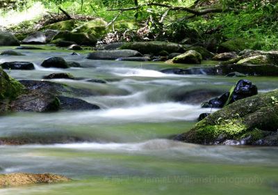 Roan Mountain State Park