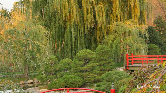 Normandale Japanese Garden