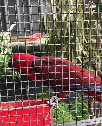 漢密爾頓島野生動物園