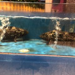 Emperor Penguin All Day Dining User Photo