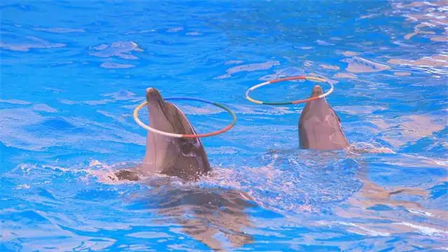 5_芭達雅海豚館