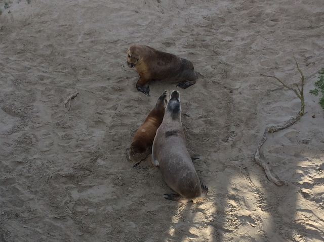 Seal Bay