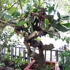 榕園張用戶圖片