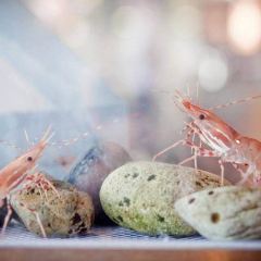 The Fishery User Photo