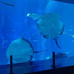 Ocean Restaurant User Photo