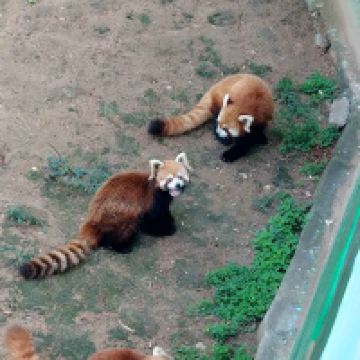 評論圖片 5