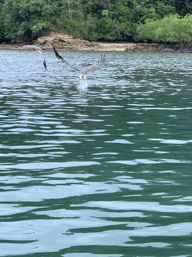 Pulau Singa Besar