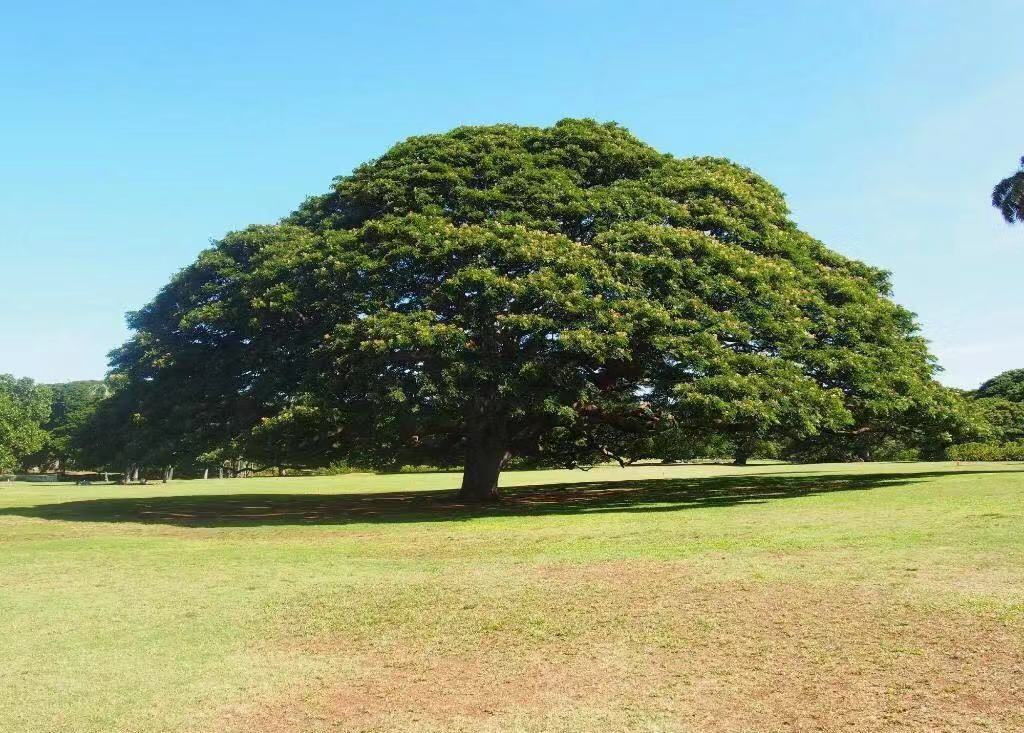 are dogs allowed at moanalua gardens