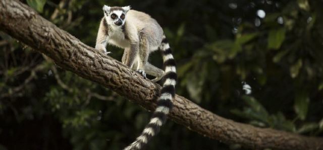 Jungle Island Miami Eco Adventure Theme Park Like No Other Travel Notes And Guides Trip Com Travel Guides