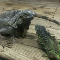 評論圖片 4