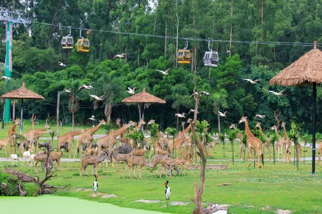 Chimelong Safari Park Guide: Facts and Useful Information