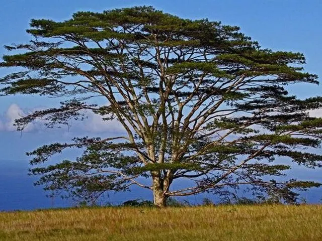 繽紛夏威夷 | 如何玩轉彩虹州,這幾種顏色告訴你!