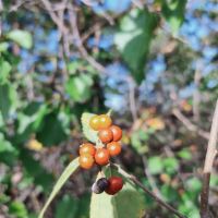 評論圖片 7