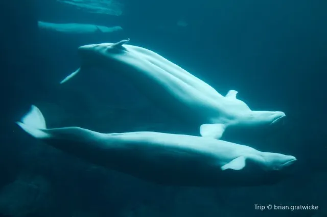 10 Unique Things You Probably Never Knew About Texas